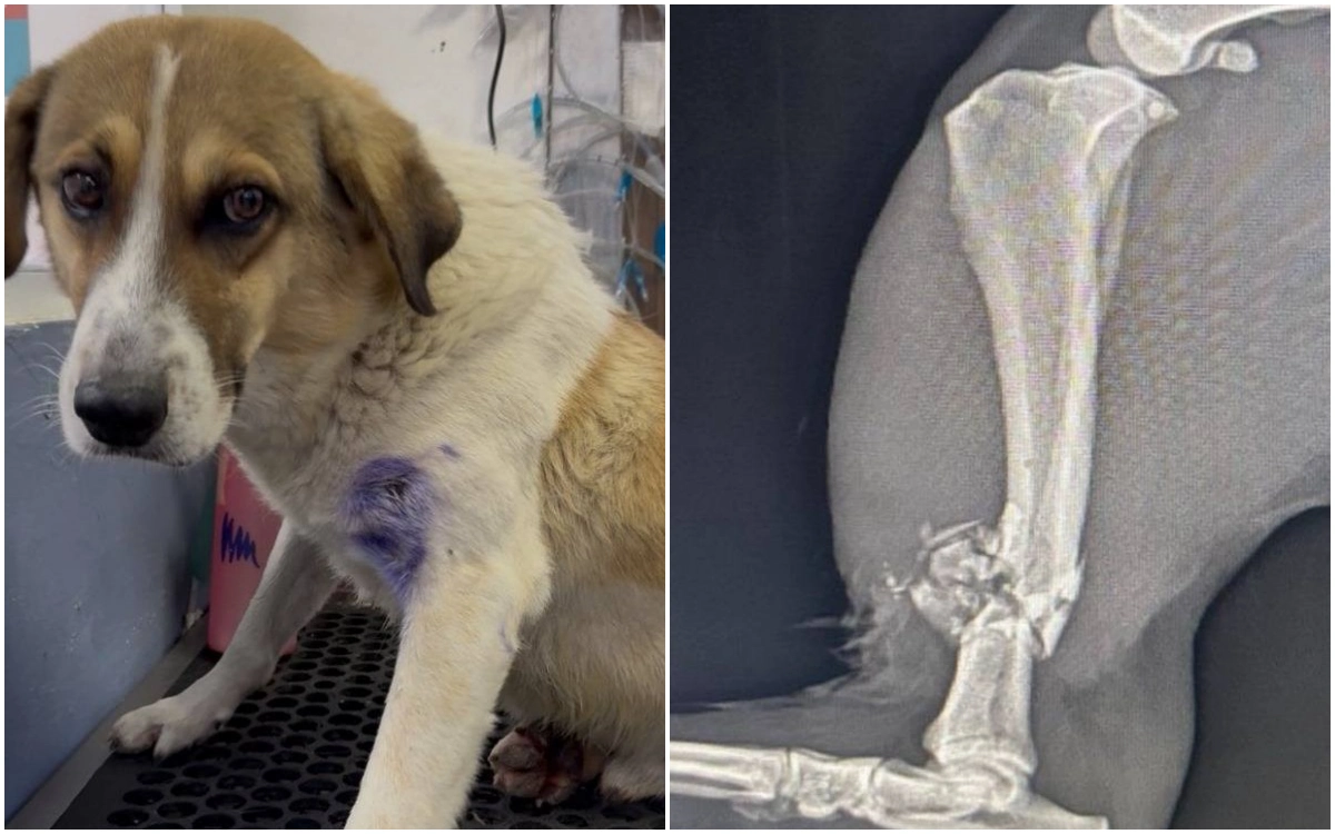 Perro herido por arma de fuego en San Agustín Tlaxiaca tras intervención de Guardia Nacional.