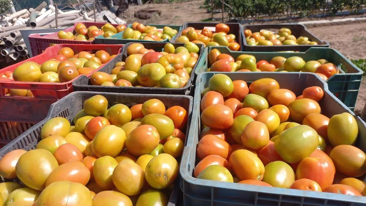 Jitomatazo al comercio: EU castiga al tomate mexicano y México ni los manchó