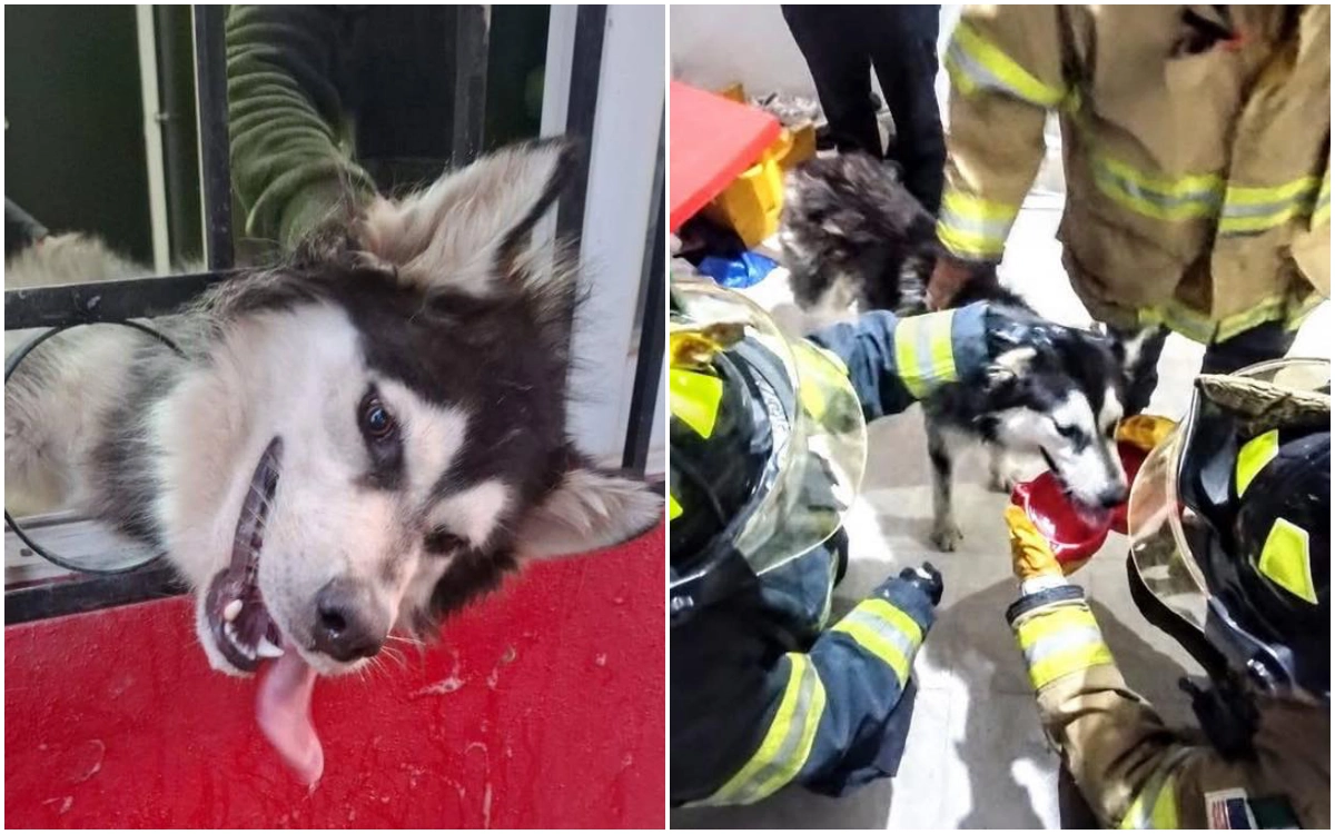 Perrito callejero es rescatado por bomberos voluntarios y vecina lo adopta