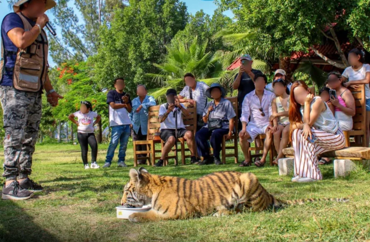Tigre de bengala resguardado por autoridades ambientales