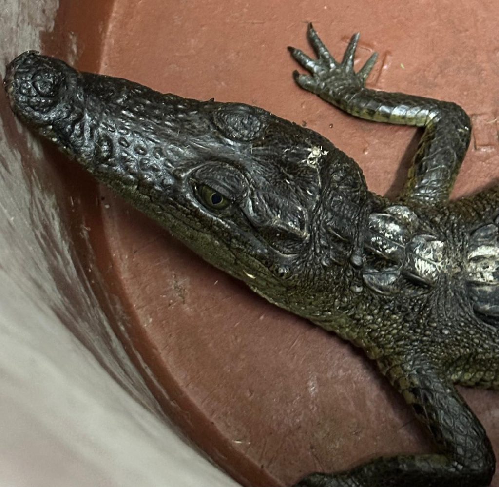 Un cocodrilo mantenido como mascota en San Agustín Tlaxiaca fue entregado a la SEMARNATH; recibe atención en Pachuca para su rehabilitación.