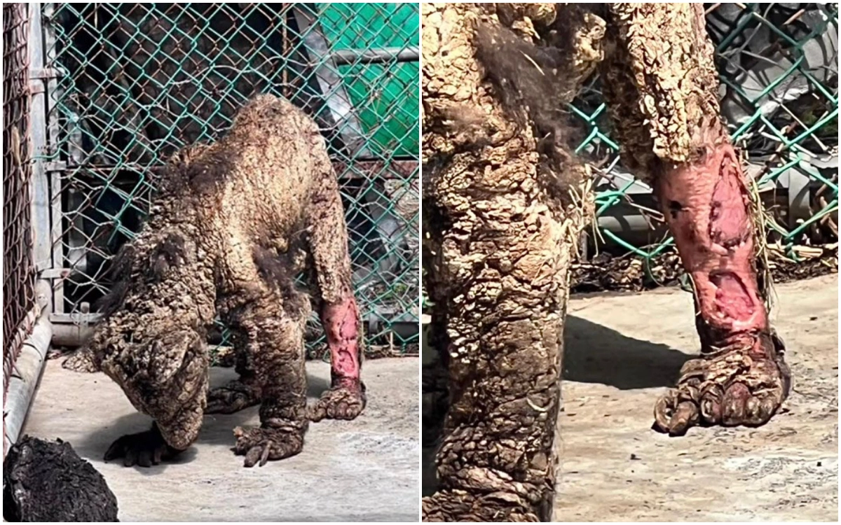 Osa Mina trasladada a la Fundación Invictus en Hidalgo para atención médica