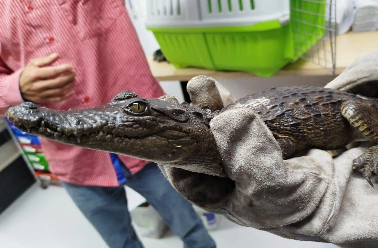 Entregan cocodrilo que era mascota en San Agustín Tlaxiaca; recibe atención en Pachuca