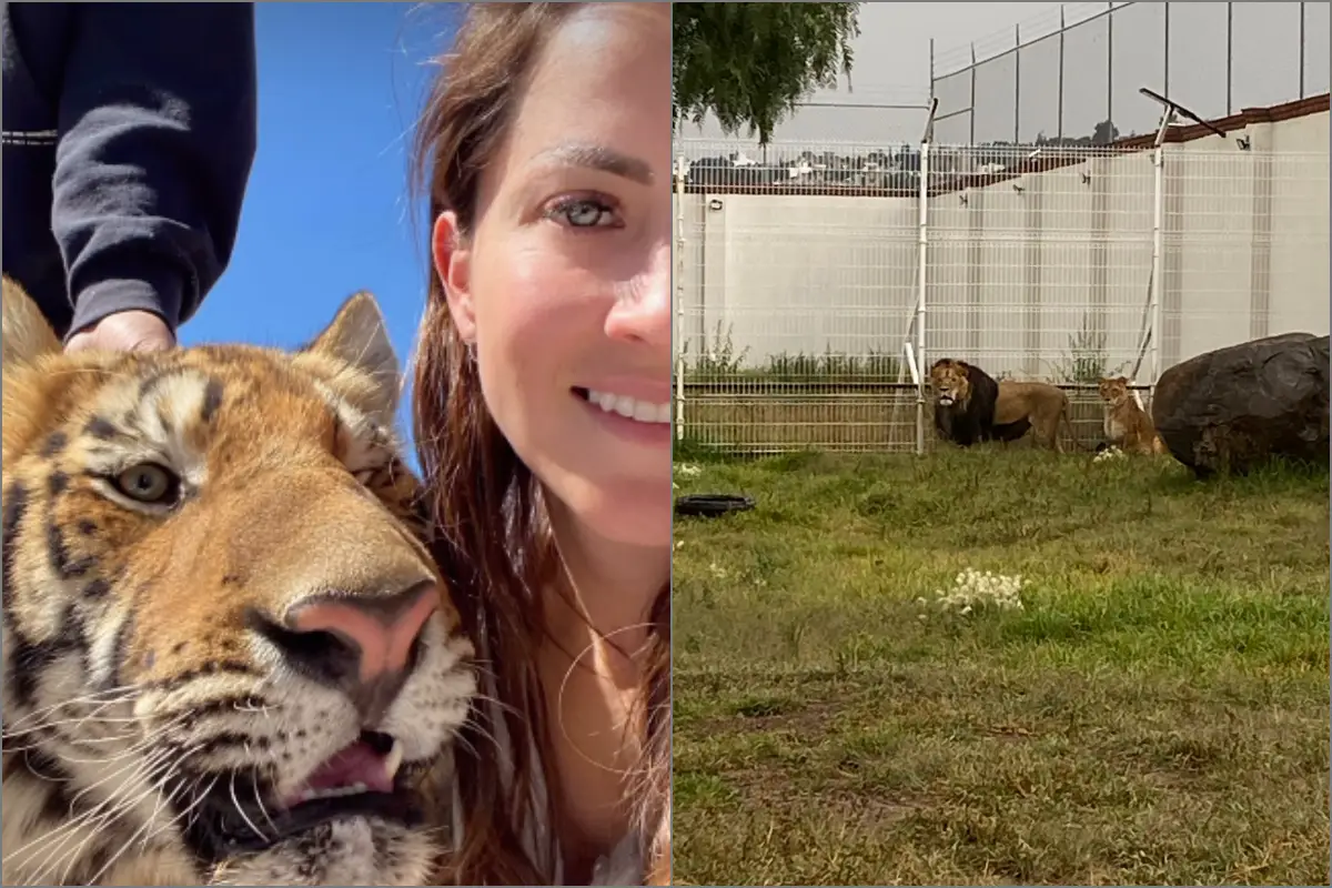 Dueña de felinos en Pachuca niega alimentarlos con perros; se los llevaron sin fundamento