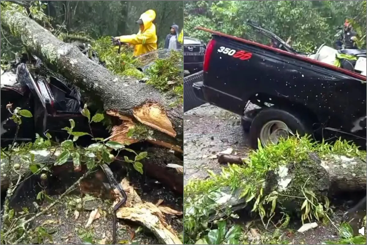 Dos adultos fallecen y dos menores resultan heridos tras caer árbol sobre camioneta en Acaxochitlán