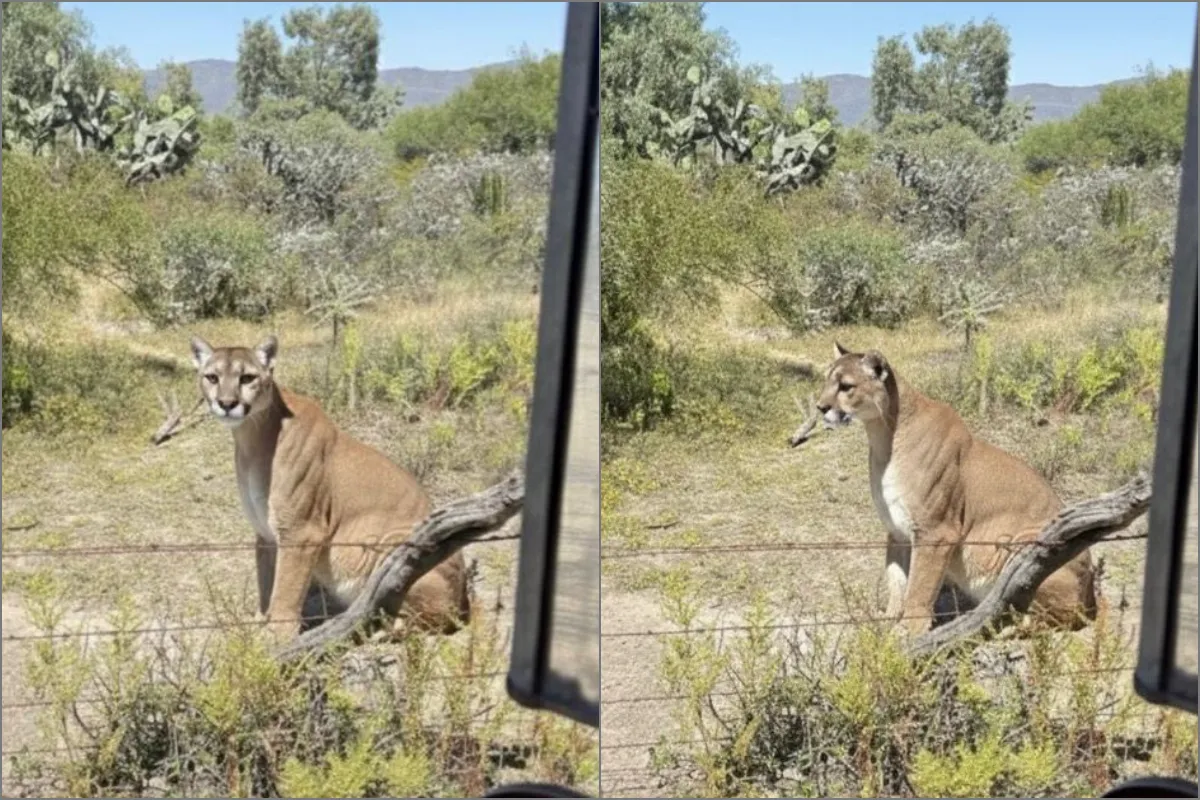 Alerta en San Agustín Tlaxiaca por avistamiento de un puma cerca de la zona urbana