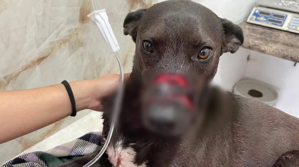 Vinculan a proceso a mujer por atacar con machete a un perro en la colonia San Antonio el Desmonte, en Pachuca