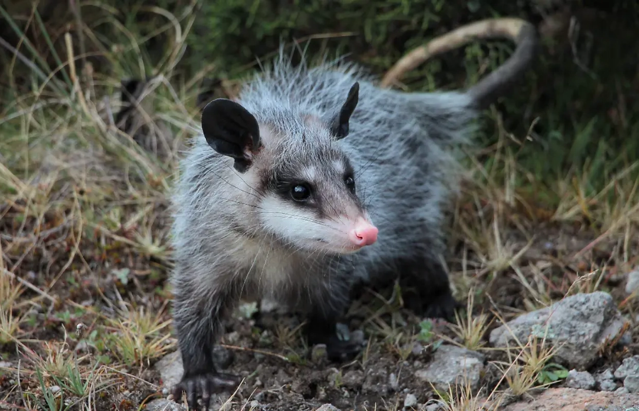 Crece presencia de tlacuaches en Pachuca: advierten qué hacer si aparece uno en tu casa