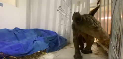 La osa Mina ha ganado peso a un mes de ser rescatada del zoológico La Pastora en Guadalupe, Nuevo León.